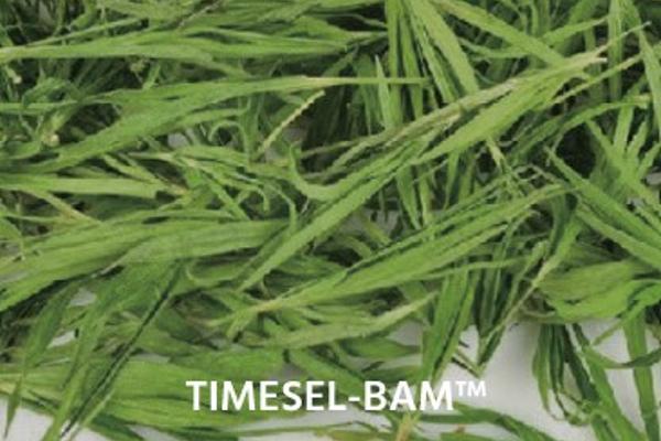 TimeSel-BAM
